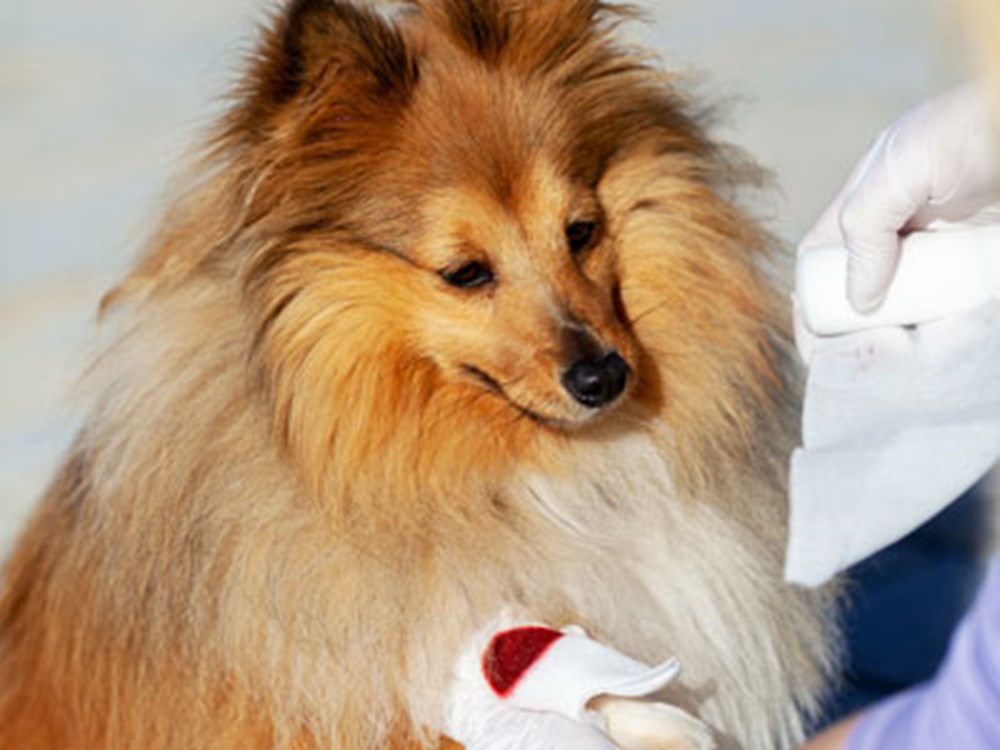 Ask the Vet: Do Puppy Leg Bones Break Easily?