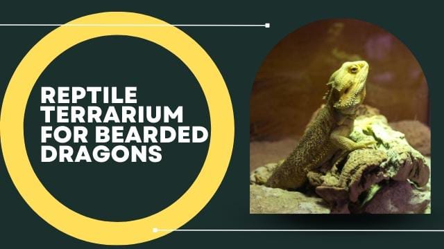 Reptile Terrarium for Bearded Dragons