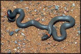 Which snake is known as Ring necked snake